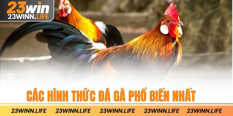 Các hình thức đá gà phổ biến nhất