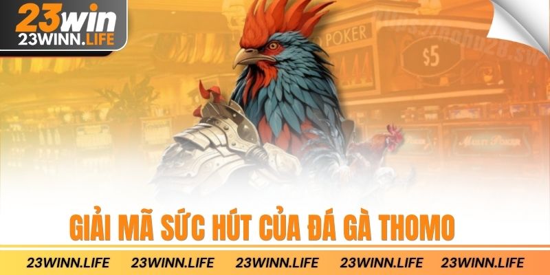 Giải mã sức hút của đá gà Thomo