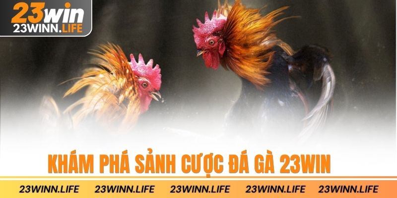 Khám phá sảnh cược đá gà 23win